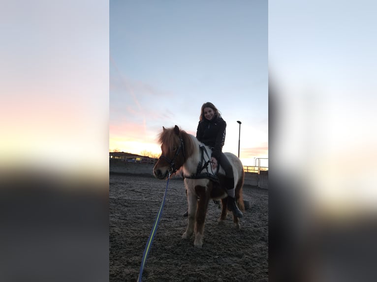 Poneys Shetland Croisé Hongre 8 Ans 110 cm Pinto in Rheinstetten