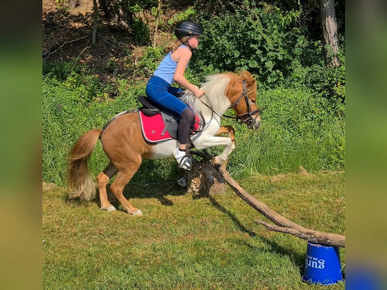 Poneys Shetland Croisé Hongre 8 Ans 110 cm Pinto in Rheinstetten