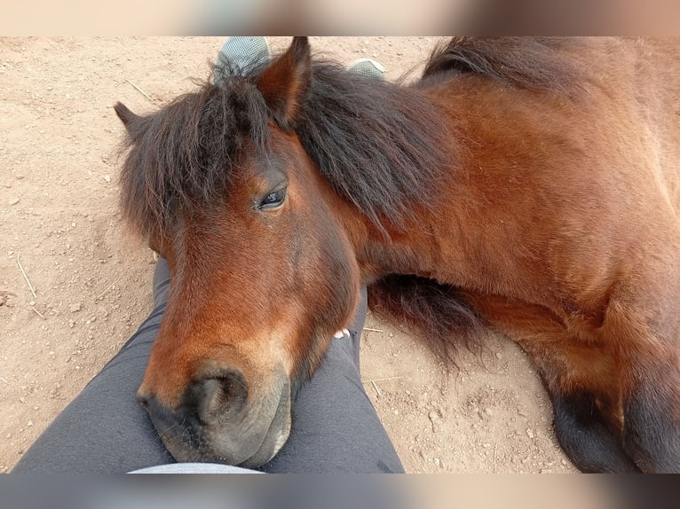 Poneys Shetland Hongre 8 Ans 112 cm Bai in Burghaslach