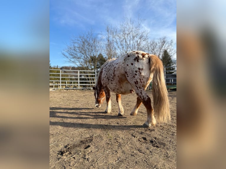 Poneys Shetland Hongre 8 Ans 112 cm Léopard in CursdorfSchwarzatal