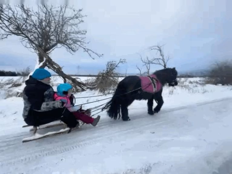 Poneys Shetland Hongre 8 Ans 115 cm Noir in Paulshof