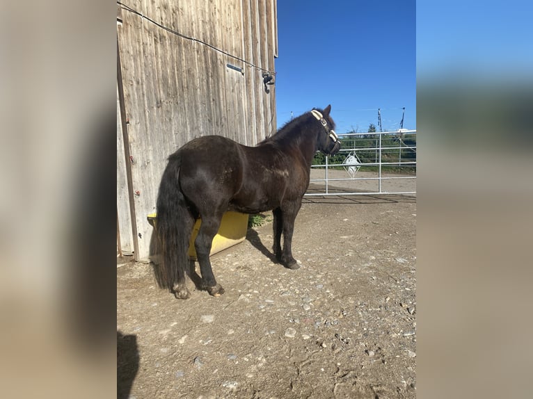 Poneys Shetland Hongre 8 Ans 117 cm Bai in Osterzell