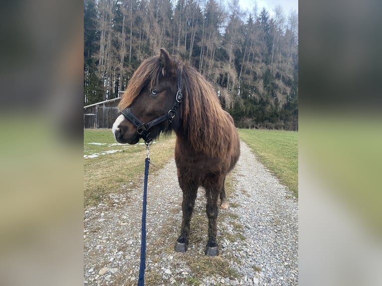 Poneys Shetland Hongre 8 Ans 117 cm Bai in Osterzell