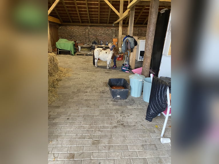 Poneys Shetland Hongre 8 Ans 85 cm Pinto in Edewecht