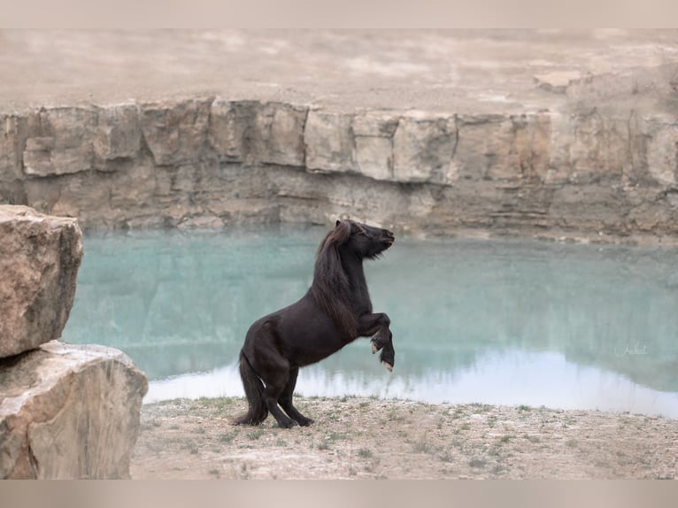 Poneys Shetland Hongre 8 Ans 92 cm Noir in Ochsenfurt