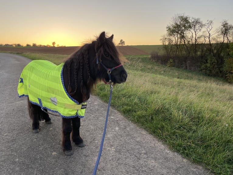 Poneys Shetland Hongre 8 Ans 92 cm Noir in Ochsenfurt