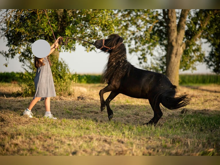 Poneys Shetland Hongre 8 Ans 92 cm Noir in Ochsenfurt