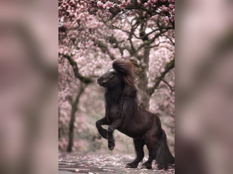 Poneys Shetland Hongre 8 Ans 92 cm Noir in Ochsenfurt