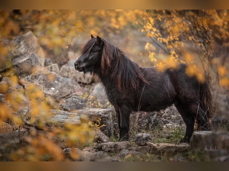 Poneys Shetland Hongre 8 Ans 92 cm Noir in Ochsenfurt