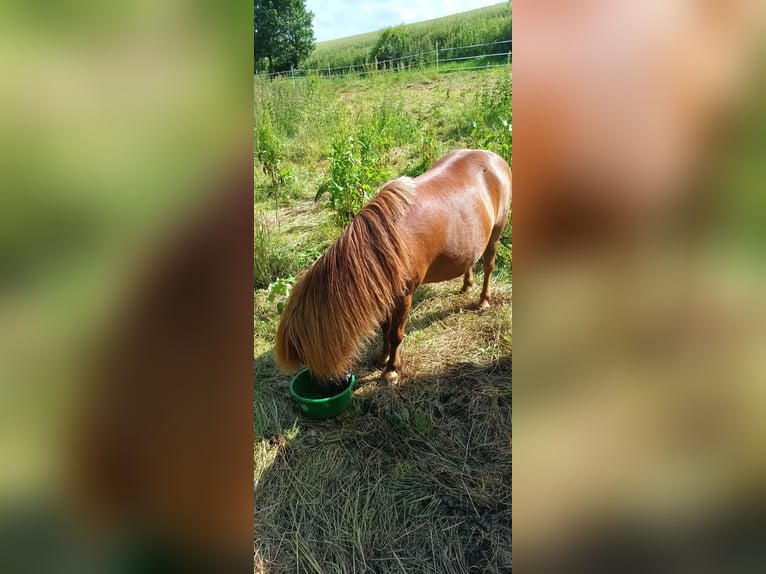 Poneys Shetland Hongre 8 Ans Alezan in Schöffengrund