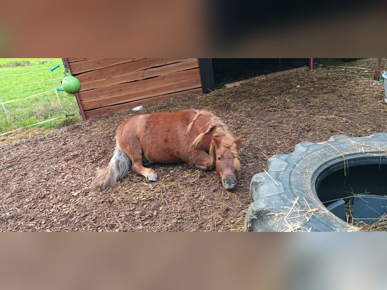 Poneys Shetland Hongre 8 Ans Alezan in Schöffengrund