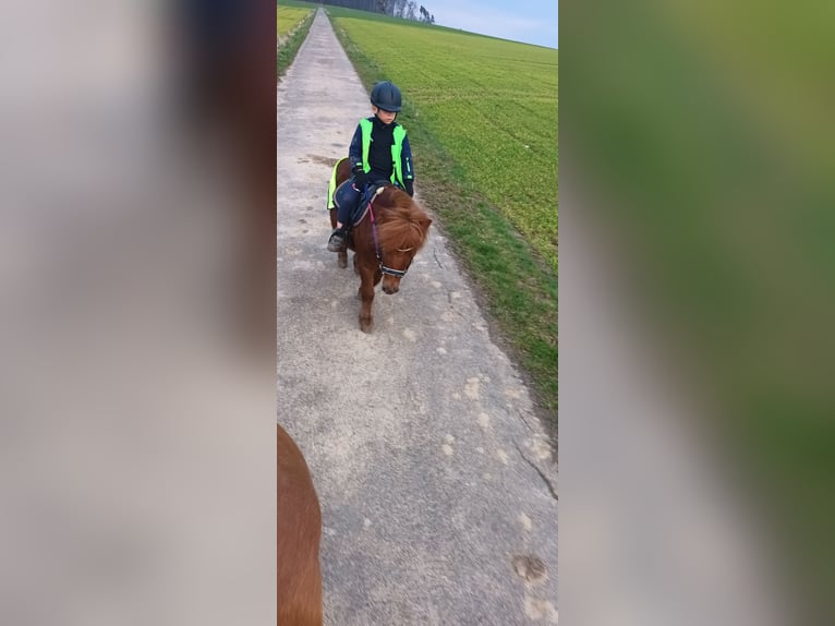 Poneys Shetland Hongre 8 Ans Alezan in Schöffengrund