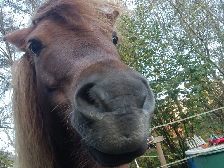 Poneys Shetland Hongre 8 Ans Alezan in Schöffengrund