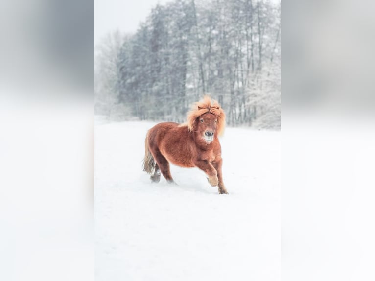 Poneys Shetland Hongre 8 Ans Alezan in Schöffengrund