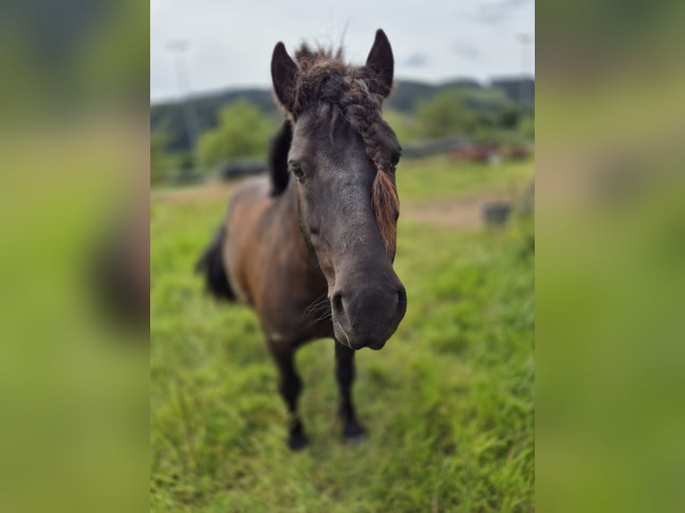 Poneys Shetland Hongre 9 Ans 100 cm Noir in Eslohe