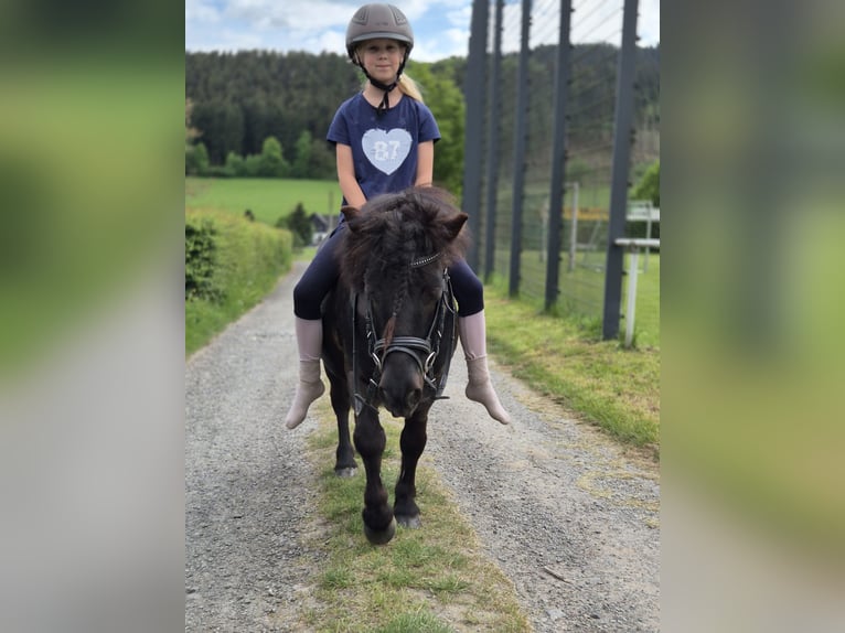 Poneys Shetland Hongre 9 Ans 100 cm Noir in Eslohe