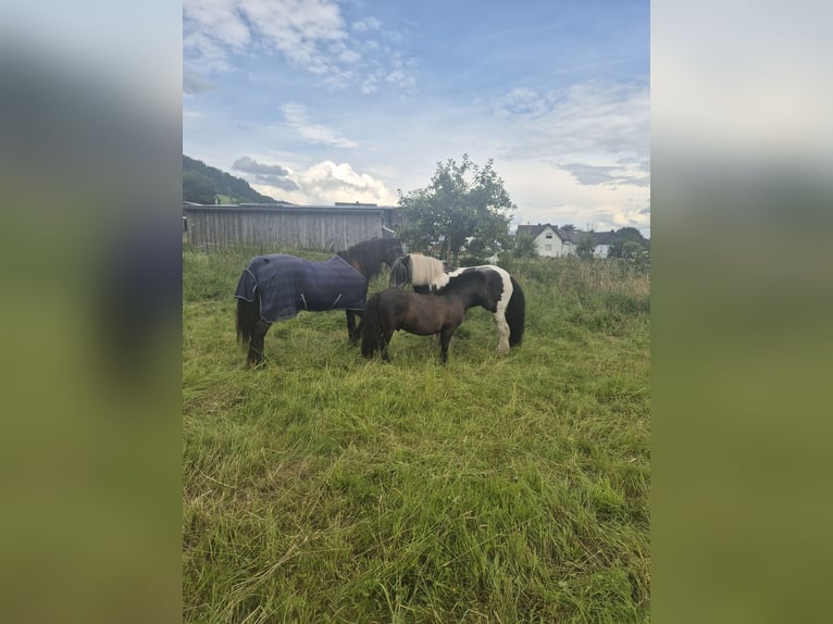 Poneys Shetland Hongre 9 Ans 100 cm Noir in Eslohe