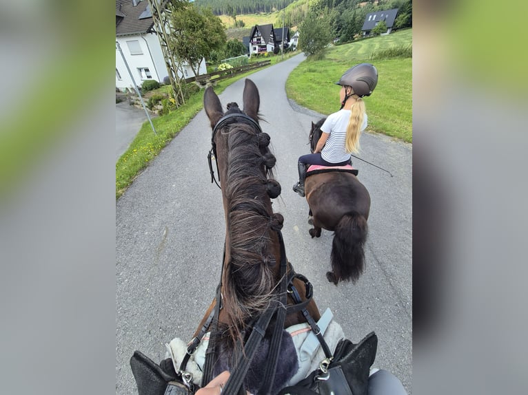 Poneys Shetland Hongre 9 Ans 100 cm Noir in Eslohe