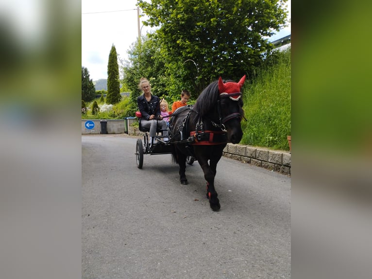 Poneys Shetland Hongre 9 Ans 100 cm Noir in Eslohe