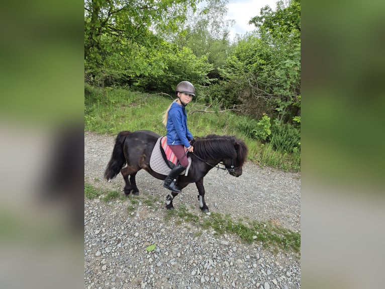 Poneys Shetland Hongre 9 Ans 100 cm Noir in Eslohe