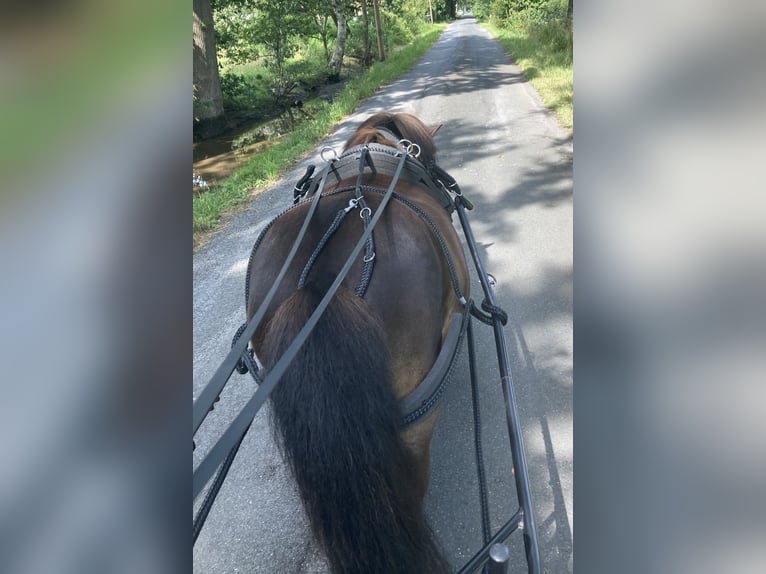 Poneys Shetland Hongre 9 Ans 104 cm Bai brun in Hude (Oldenburg)