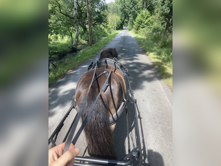 Poneys Shetland Hongre 9 Ans 104 cm Bai brun in Hude (Oldenburg)