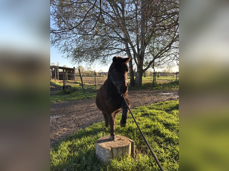 Poneys Shetland Hongre 9 Ans 104 cm Noir in Saint-Martin-de-Crau