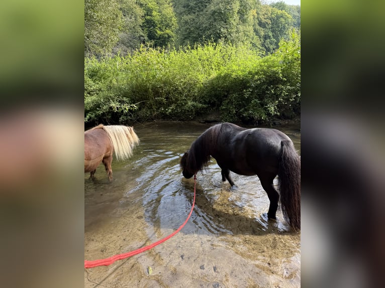Poneys Shetland Hongre 9 Ans 105 cm Noir in Osnabrück