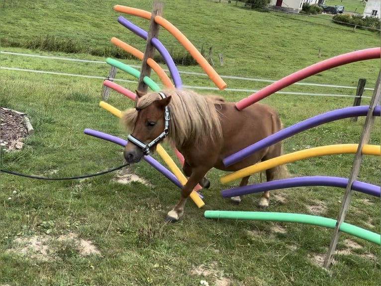 Poneys Shetland Hongre 9 Ans 105 cm Noir in Osnabrück