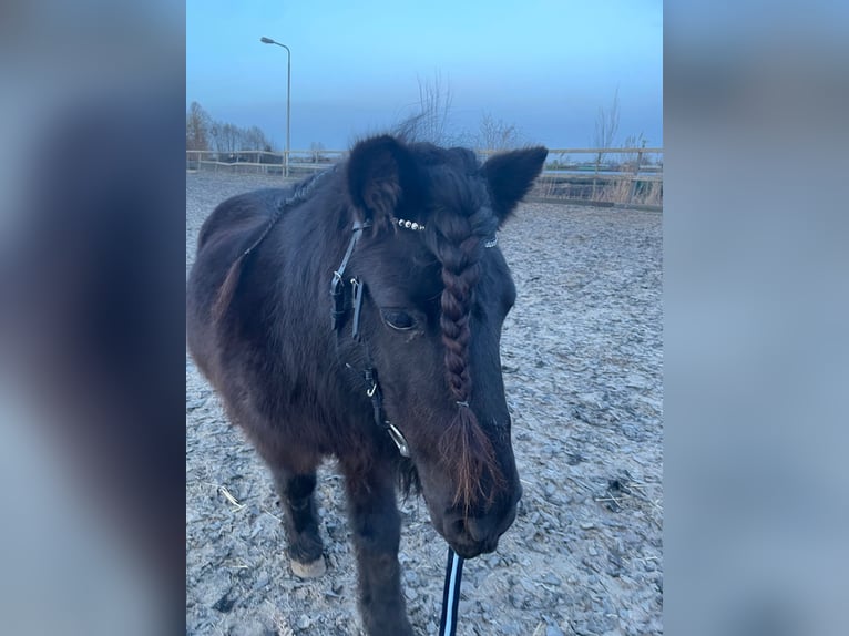 Poneys Shetland Hongre 9 Ans 106 cm Noir in Hazerswoude Rijndijk