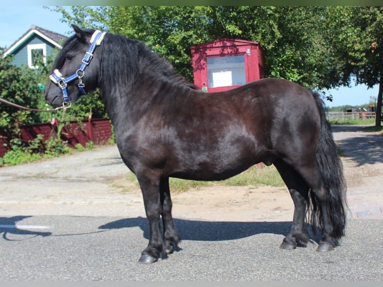 Poneys Shetland Hongre 9 Ans 106 cm Noir in Hazerswoude Rijndijk