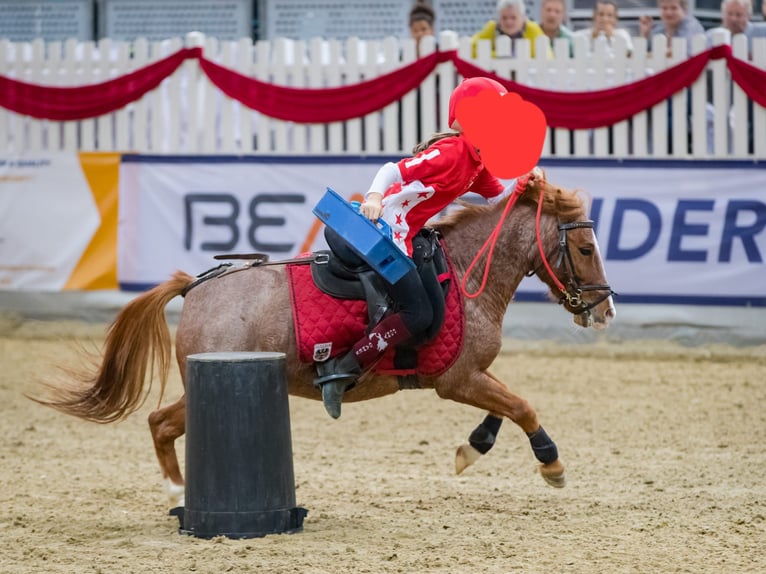 Poneys Shetland Hongre 9 Ans 115 cm Rouan Rouge in Breitenfurt bei Wien