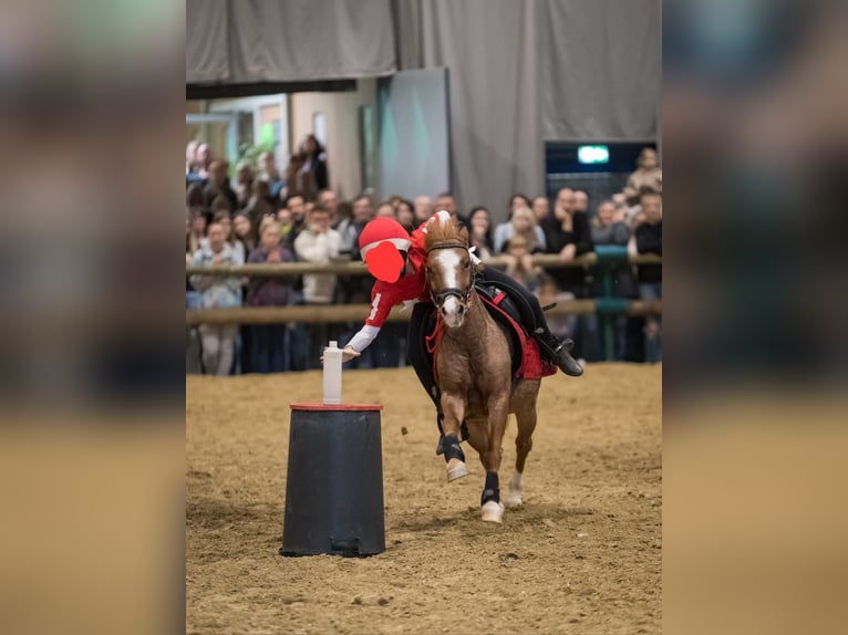 Poneys Shetland Hongre 9 Ans 115 cm Rouan Rouge in Breitenfurt bei Wien