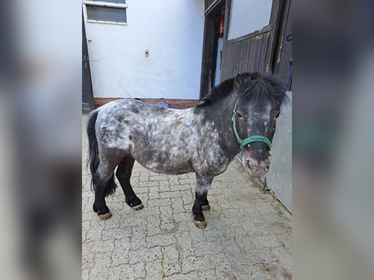 Poneys Shetland Hongre 9 Ans 85 cm Gris noir in Braunschweig