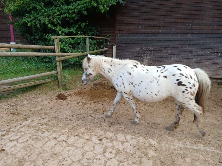 Poneys Shetland Hongre 9 Ans 95 cm Léopard in Bad Wildungen