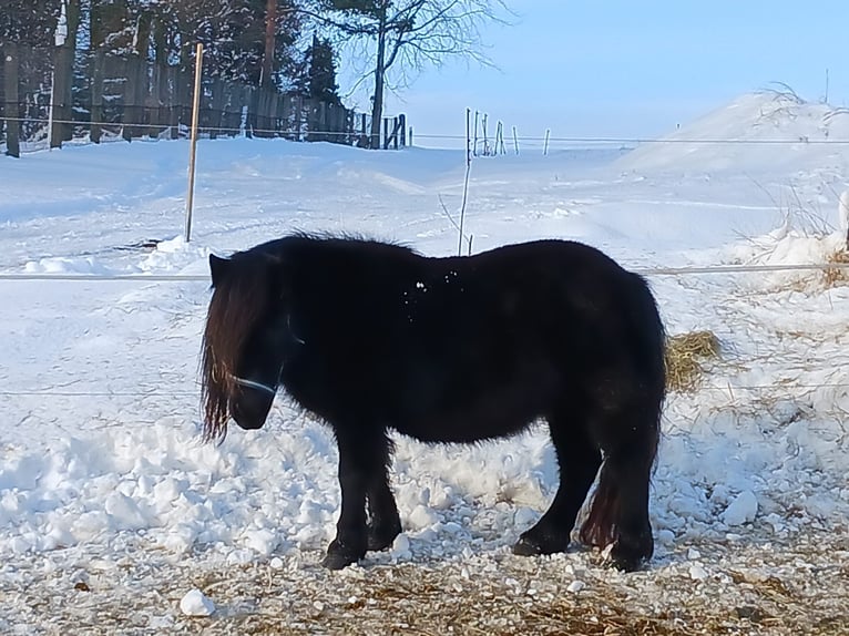 Poneys Shetland Jument 10 Ans 102 cm Noir in Hohnstein