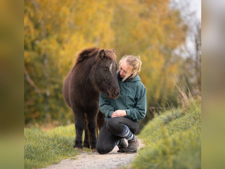 Poneys Shetland Jument 10 Ans 105 cm Bai brun in Bruchsal