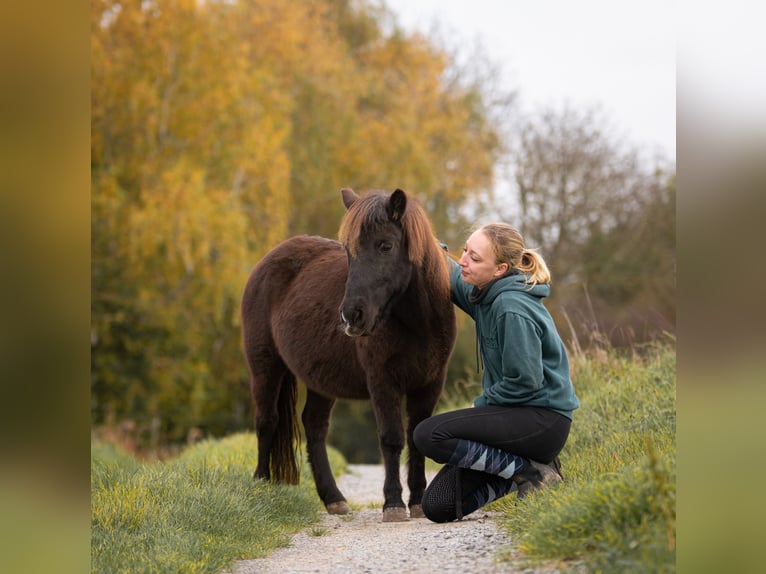 Poneys Shetland Jument 10 Ans 105 cm Bai brun in Bruchsal