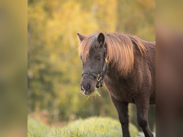 Poneys Shetland Jument 10 Ans 105 cm Bai brun in Bruchsal