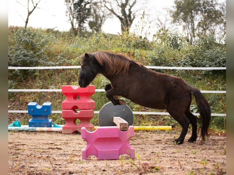 Poneys Shetland Jument 10 Ans 105 cm Bai brun in Bruchsal