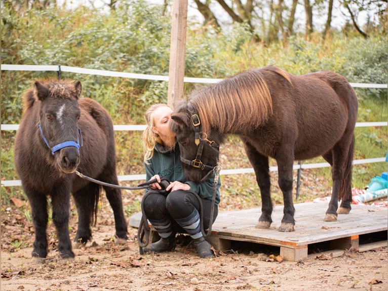 Poneys Shetland Jument 10 Ans 105 cm Bai brun in Bruchsal