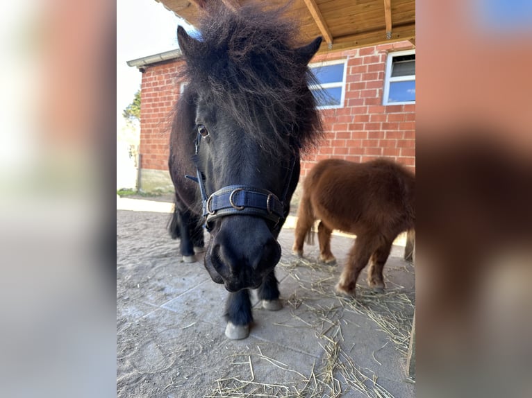 Poneys Shetland Jument 10 Ans 105 cm Noir in Hattingen