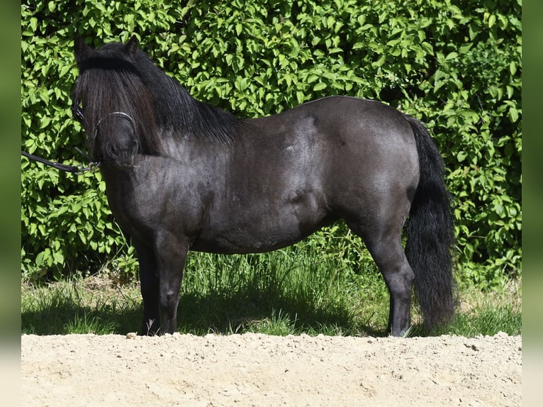 Poneys Shetland Jument 10 Ans 105 cm Noir in Geilenkirchen