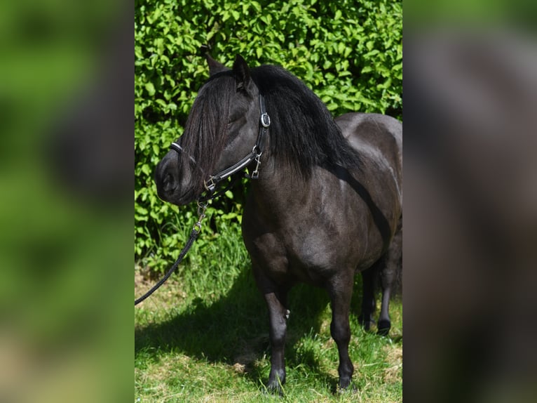 Poneys Shetland Jument 10 Ans 105 cm Noir in Geilenkirchen
