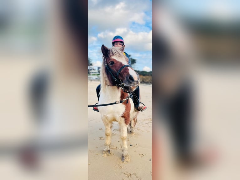 Poneys Shetland Jument 10 Ans 108 cm in Plougonvelin
