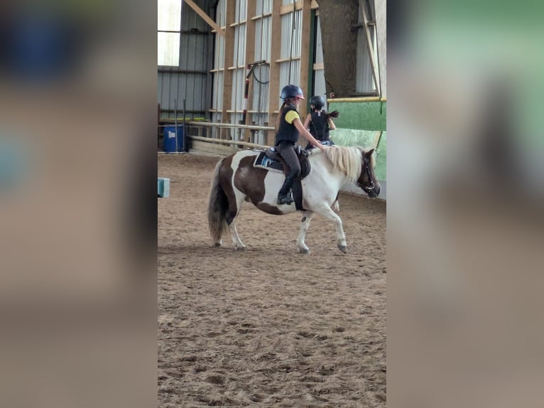Poneys Shetland Jument 10 Ans 108 cm in Plougonvelin