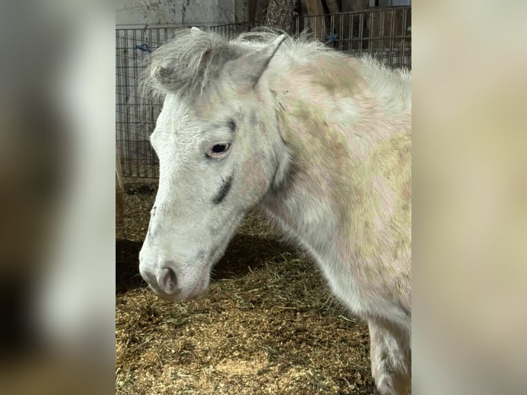 Poneys Shetland Jument 10 Ans 142 cm Gris in Fort worth Texas