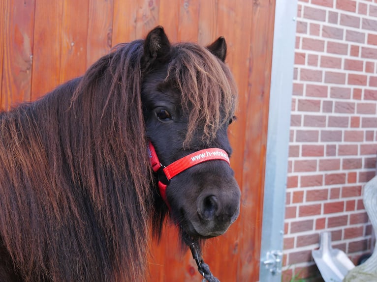 Poneys Shetland Jument 10 Ans 95 cm in Dorsten