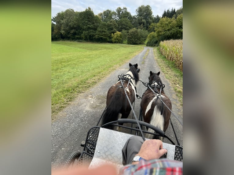 Poneys Shetland Jument 10 Ans 95 cm Tobiano-toutes couleurs in Biebergem&#xFC;nd
