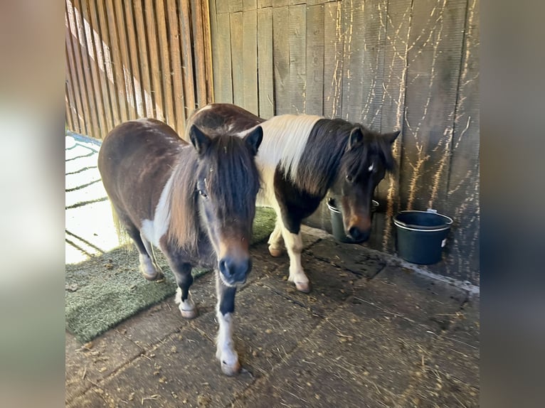 Poneys Shetland Jument 10 Ans 95 cm Tobiano-toutes couleurs in Biebergem&#xFC;nd